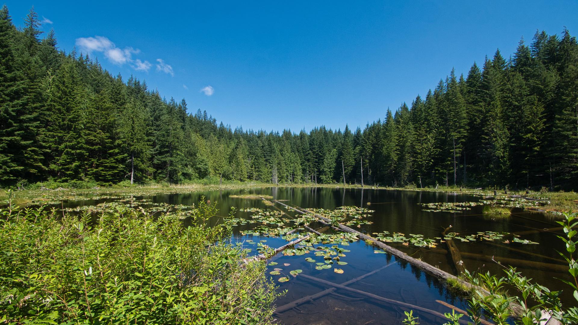 A serene forest lake with lily pads and logs under a bright blue sky.