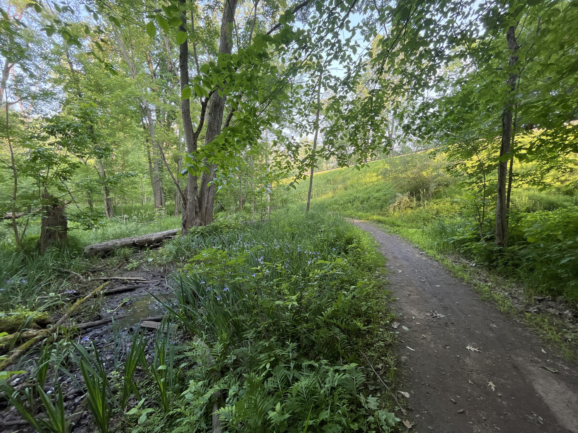 A dirt path winds through a lush green forest on a bright day.