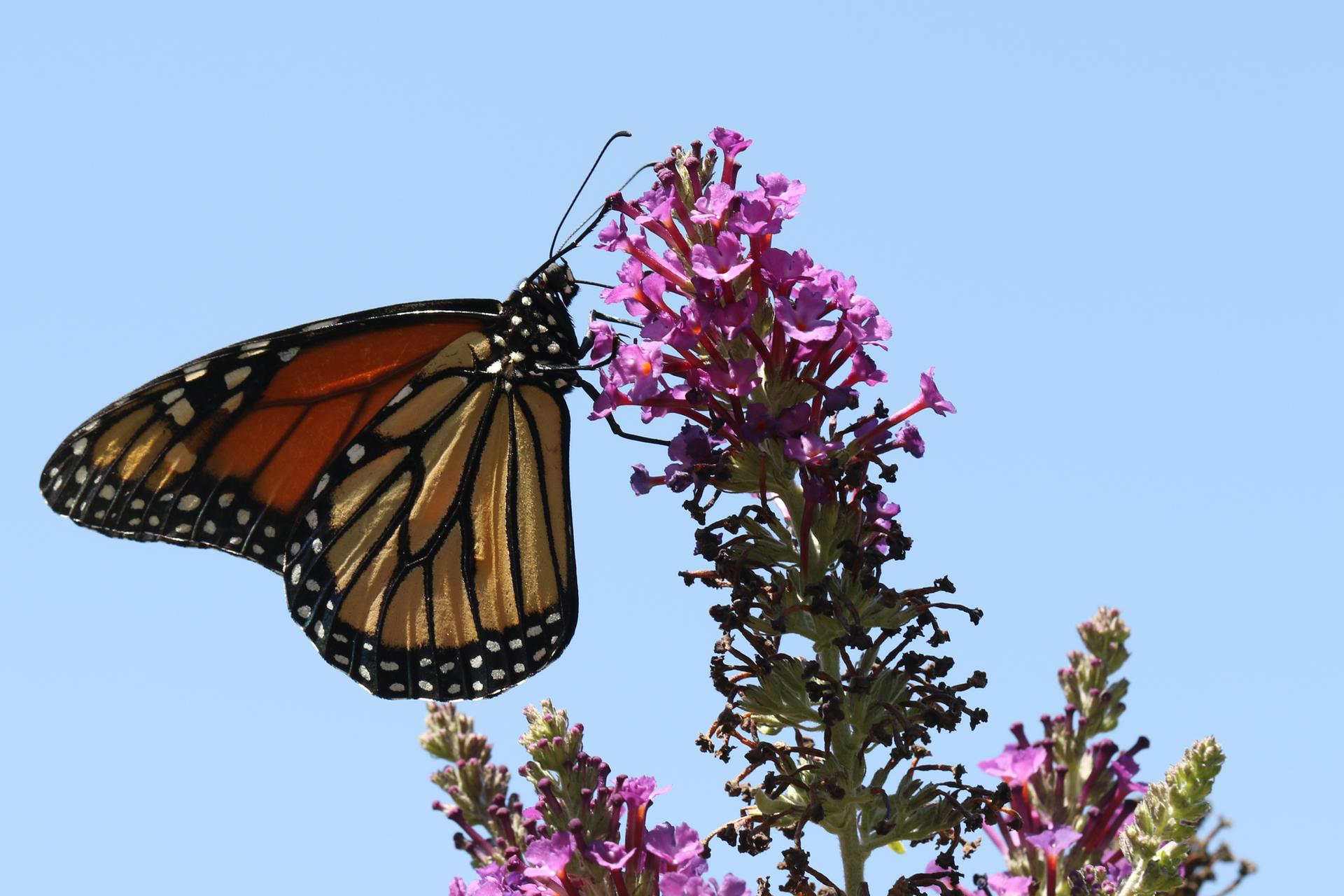 Orange monarch butterfly feeding on purple flowers in bright sunlight.