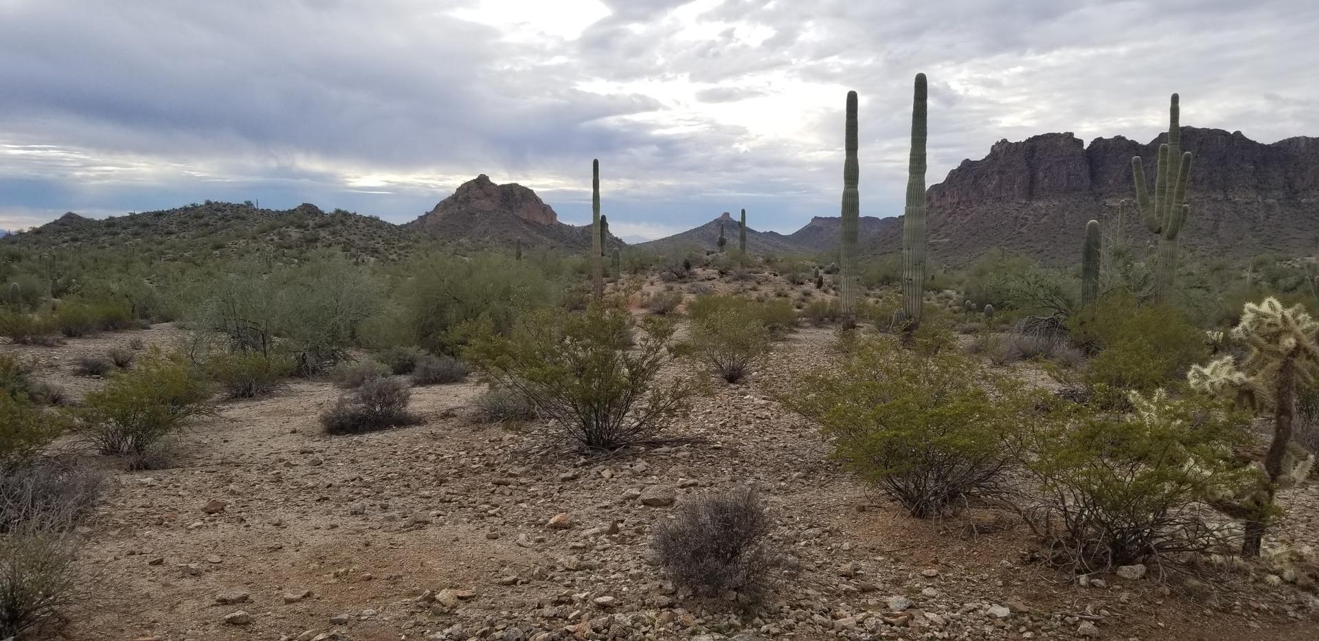 Cloudy desert landscape with tall saguaro cacti, mountains, and sparse vegetation.