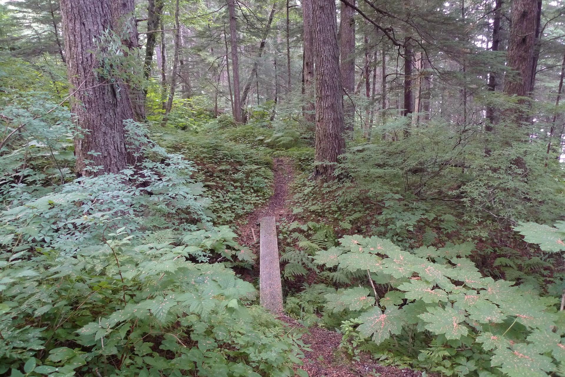 A shaded forest path with a wooden plank, surrounded by dense green foliage.