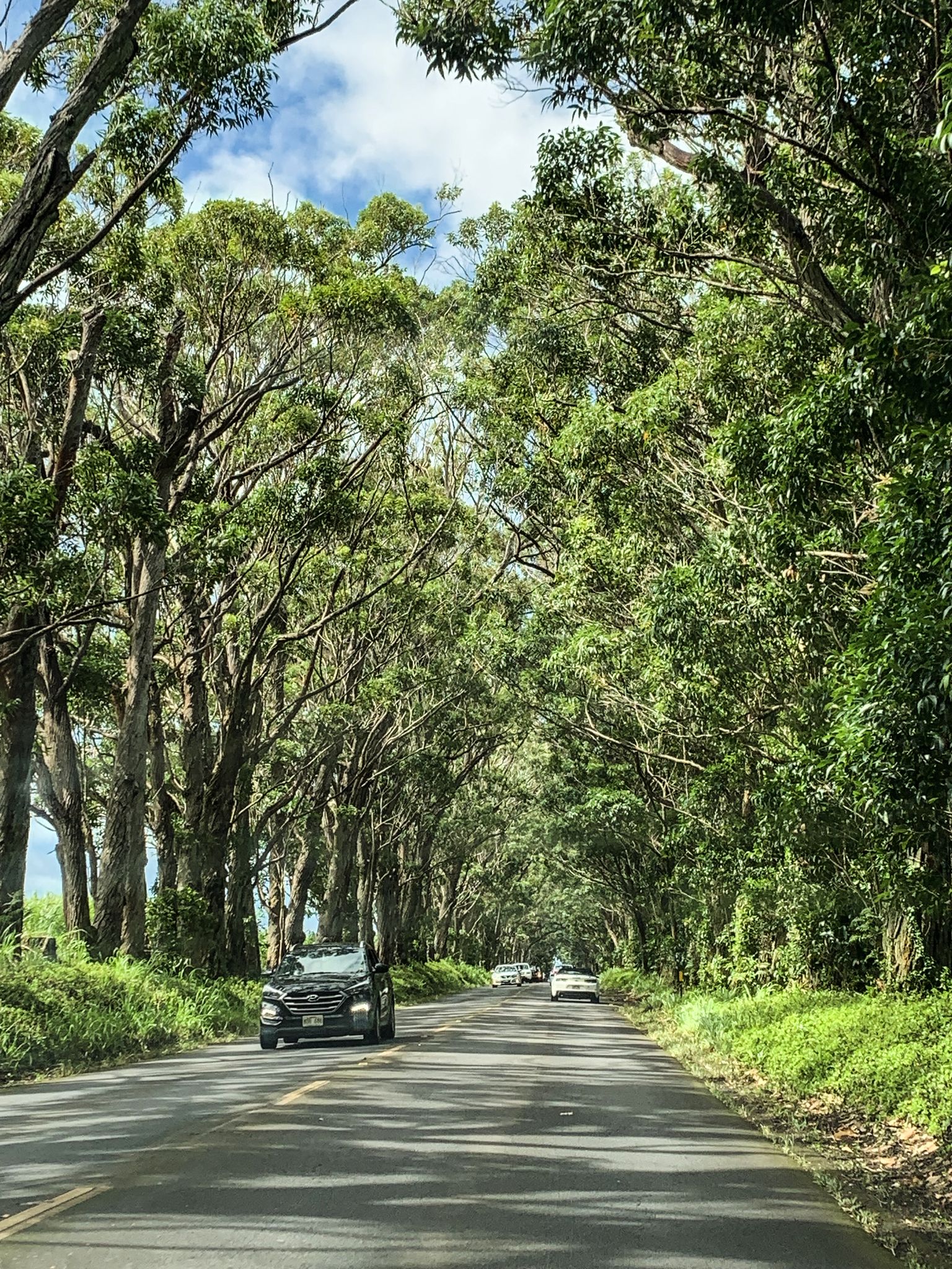 A road lined with tall green trees forming a canopy, with cars driving. - Koloa Heritage Trail and Poipu Loop