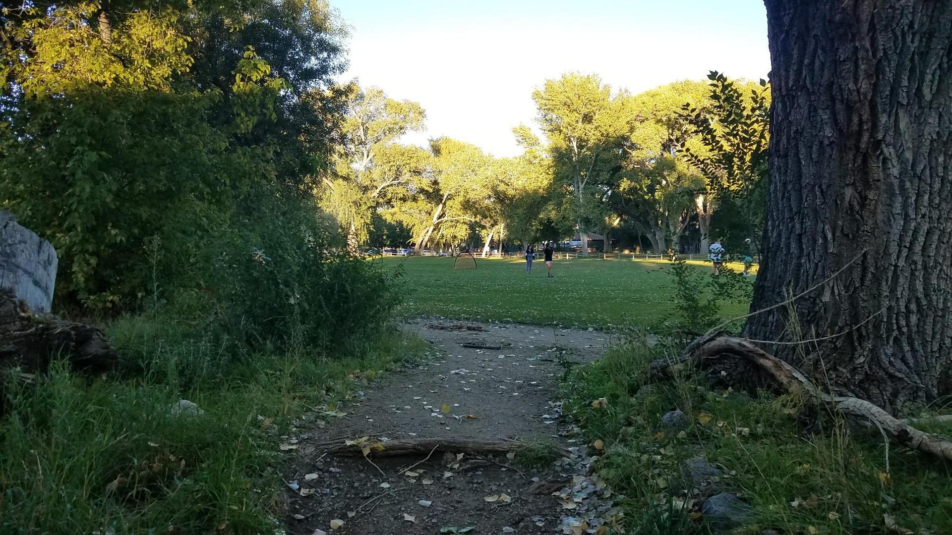 A dirt path leads to a sunny grassy field surrounded by trees.