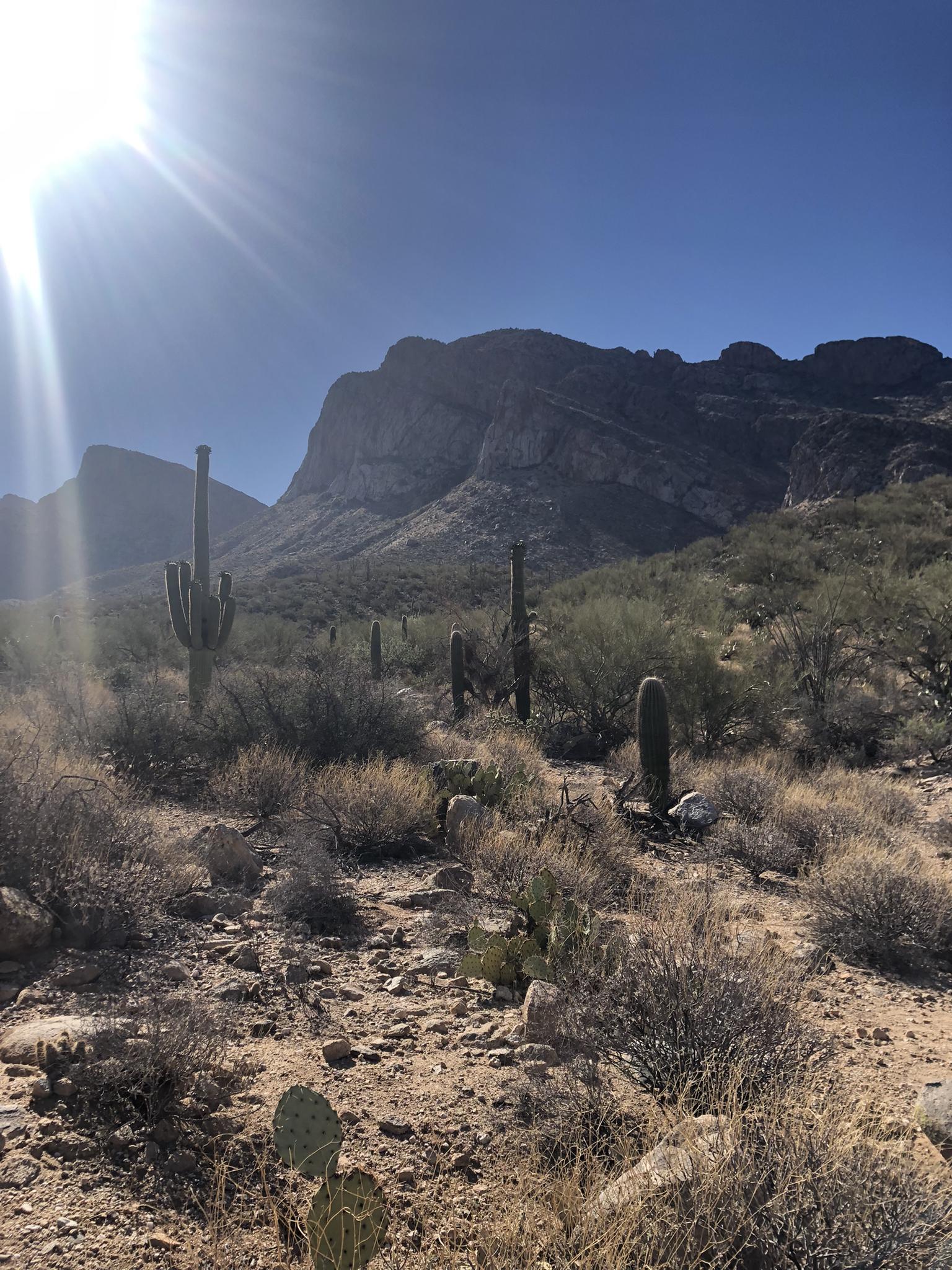 Bright sun flares over a desert landscape with saguaro cacti and distant mountains.