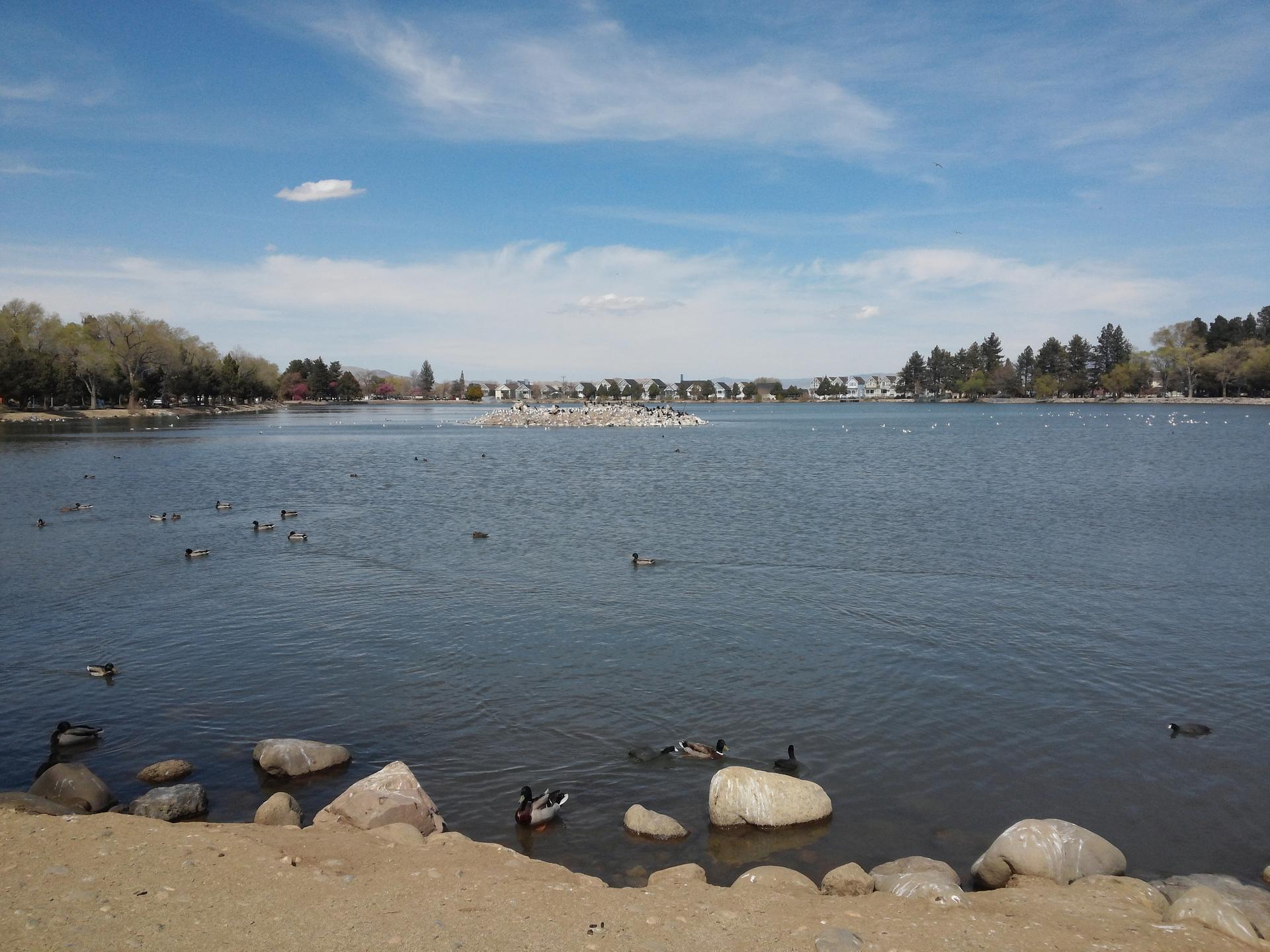A wide lake with ducks and birds, rocky shore, under a blue sky.