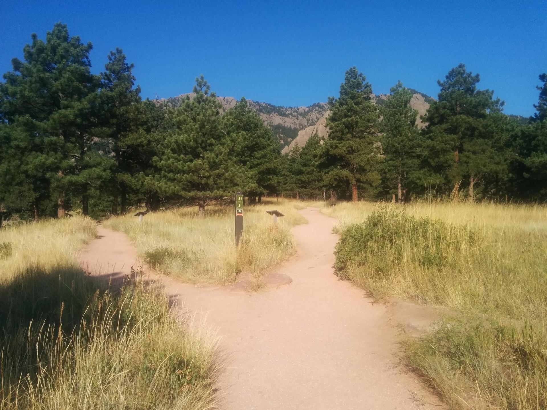 Fork in a dirt path through tall dry grass and pine trees.