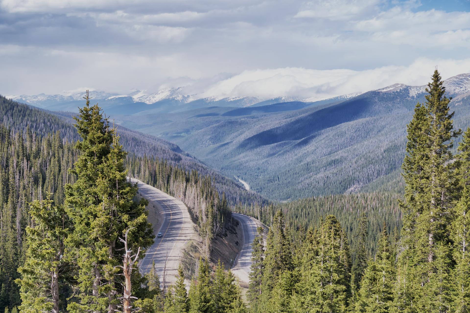 Winding mountain road through a pine forest with distant snow-capped peaks.