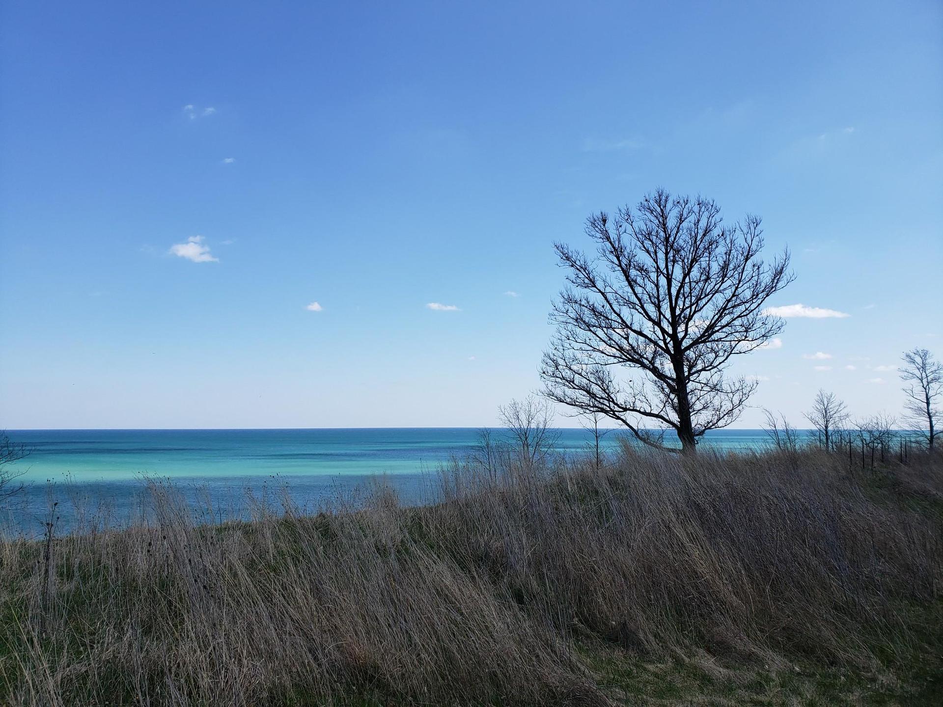 Bare tree on a grassy hill overlooking a vibrant turquoise body of water.