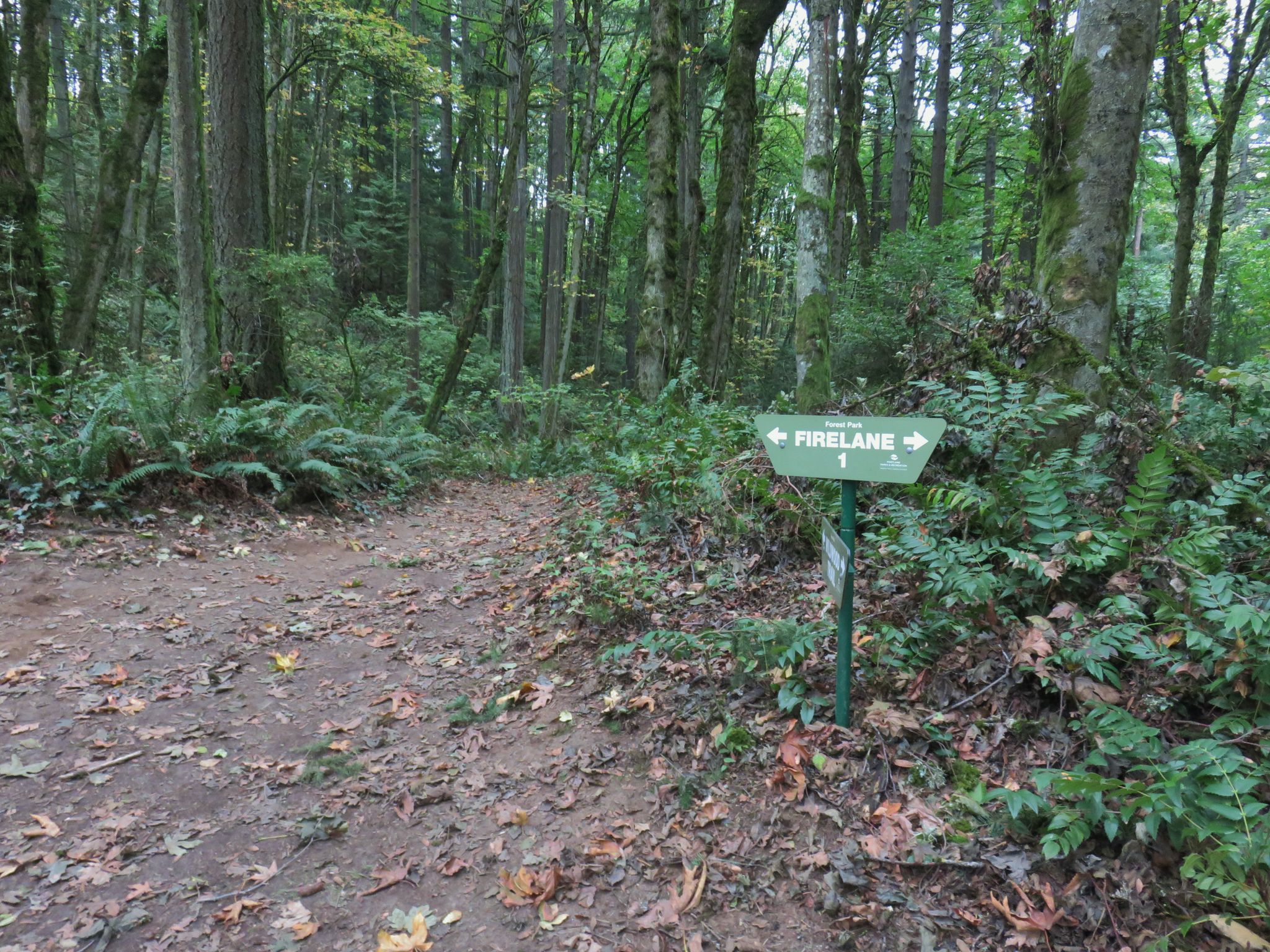Green trail sign at a fork in a dirt path through a dense forest. - Wildwood and Leif Erikson Loop