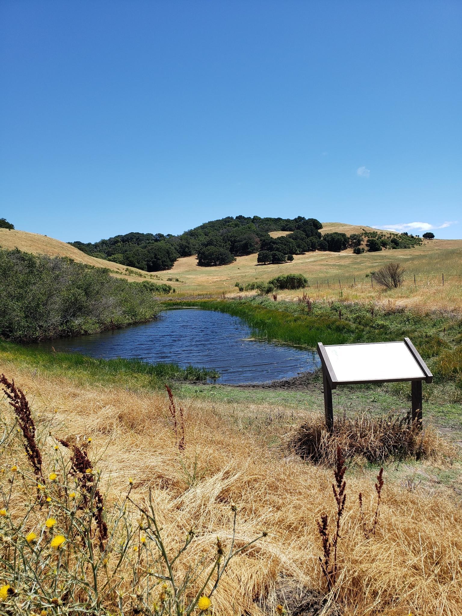 Small pond surrounded by dry golden grass under a bright blue sky.