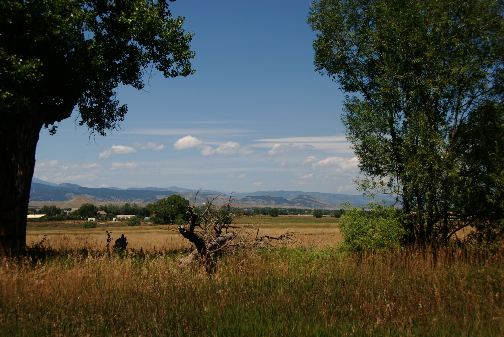 Bright field framed by trees, distant mountains, and a person walking. - Niwot and Hidden Star Loop Trail