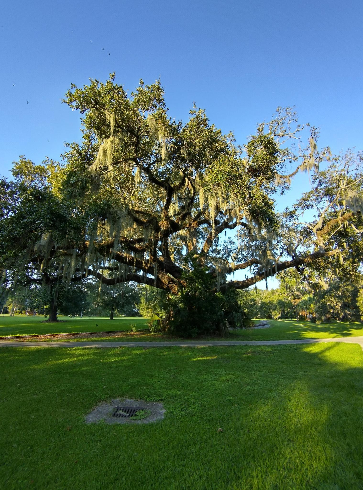 A massive, moss-draped oak tree stands in a sunlit green field.