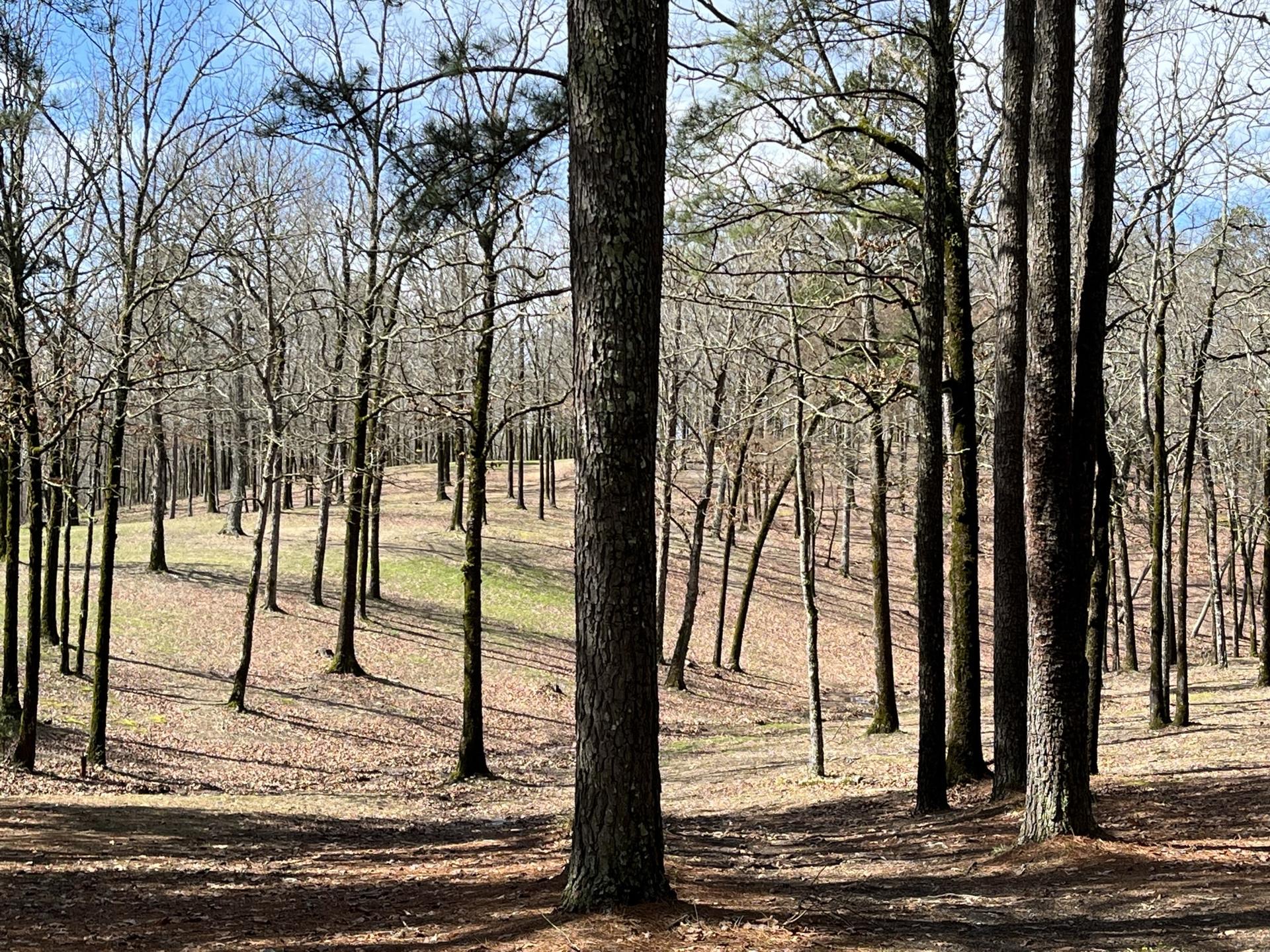 A sunny forest with bare trees, green patches, and long shadows on the ground.