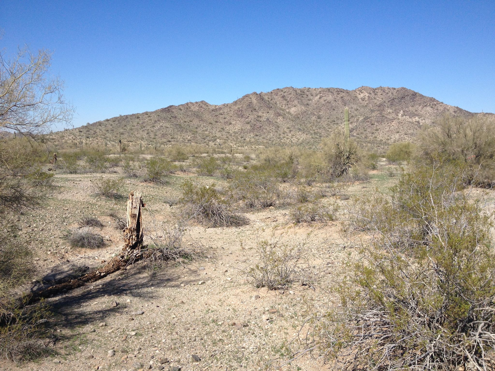 Arid desert landscape with a dead tree trunk, sparse bushes, and a distant mountain. - Toothaker, Gadsden, and Butterfield Trail Loop