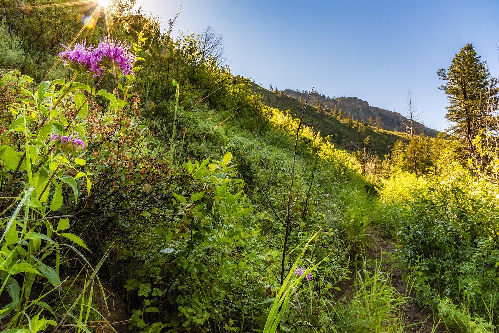 Bright sun shines on a vibrant green, flower-filled mountain slope.