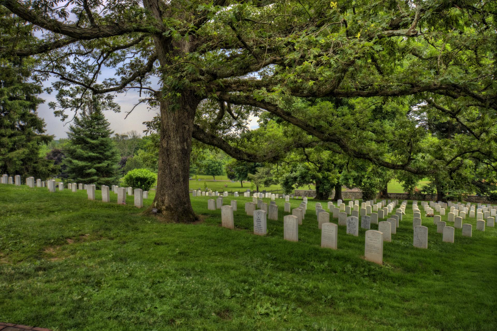 Large old tree overlooking rows of gravestones in a green field.