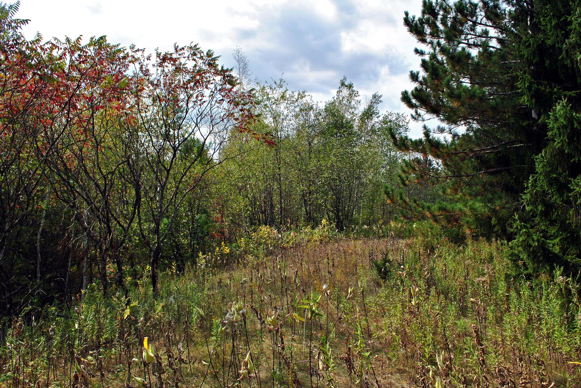 Overgrown field with varied trees under a cloudy sky, early autumn colors.
