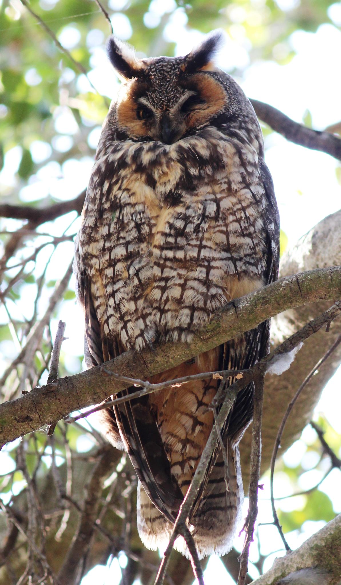 A long-eared owl with closed eyes perches on a sunlit tree branch.