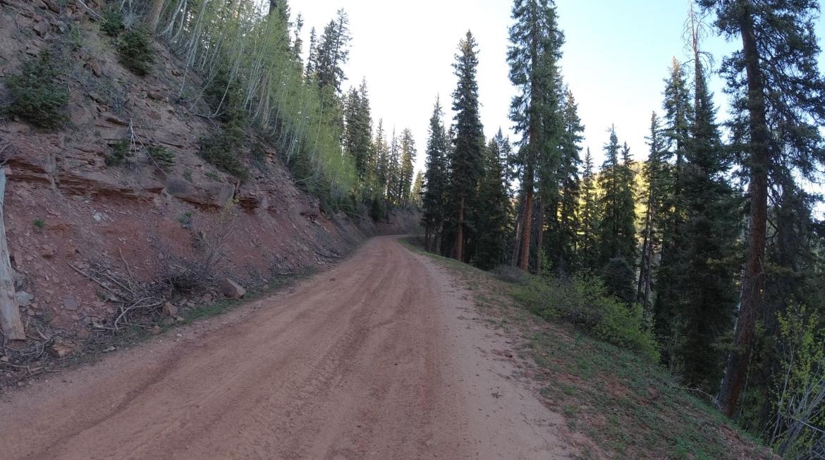 A dirt road winds uphill through a dense forest at sunrise.
