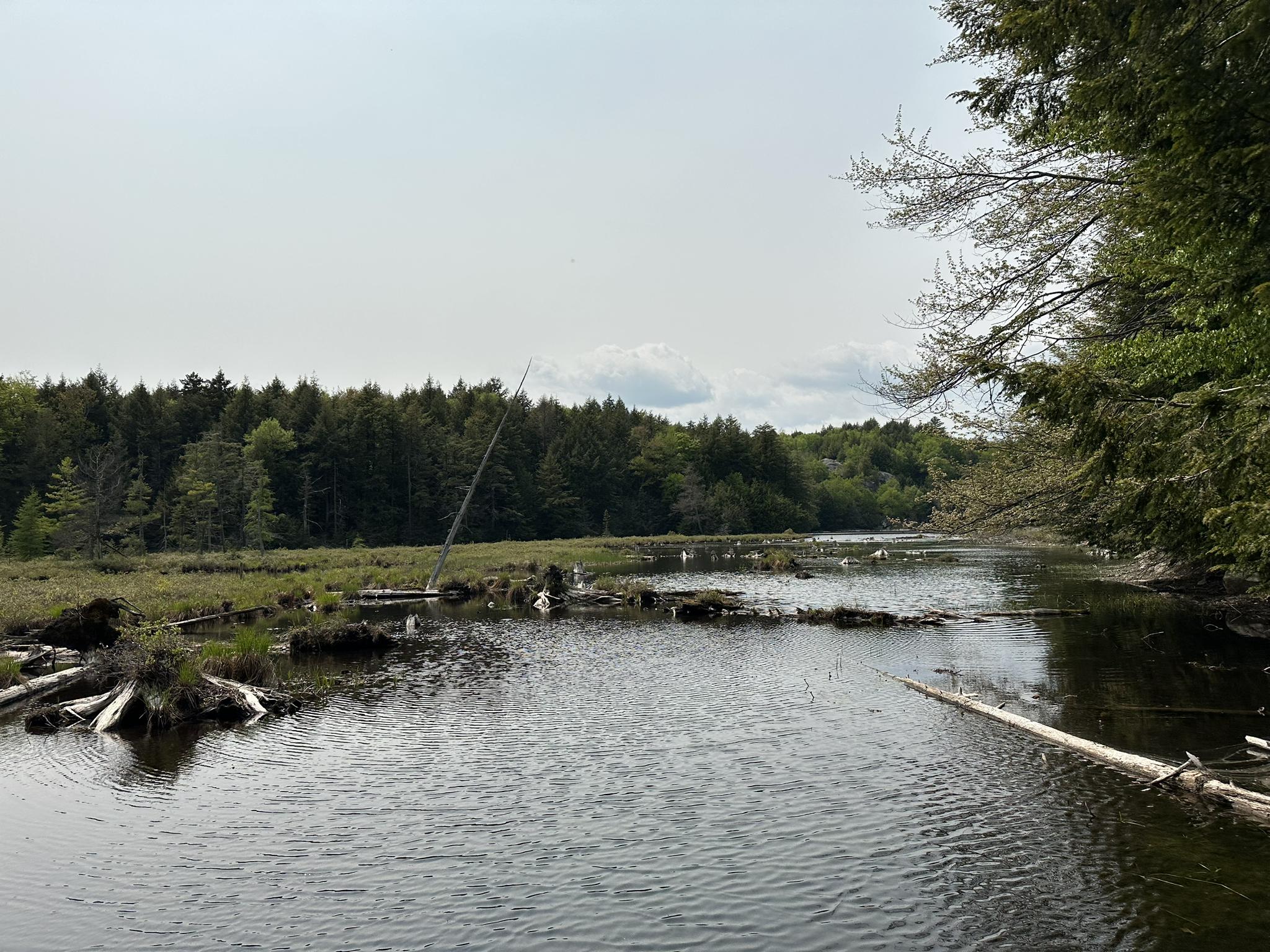 Wide view of a calm wetland with fallen logs and distant green forest.