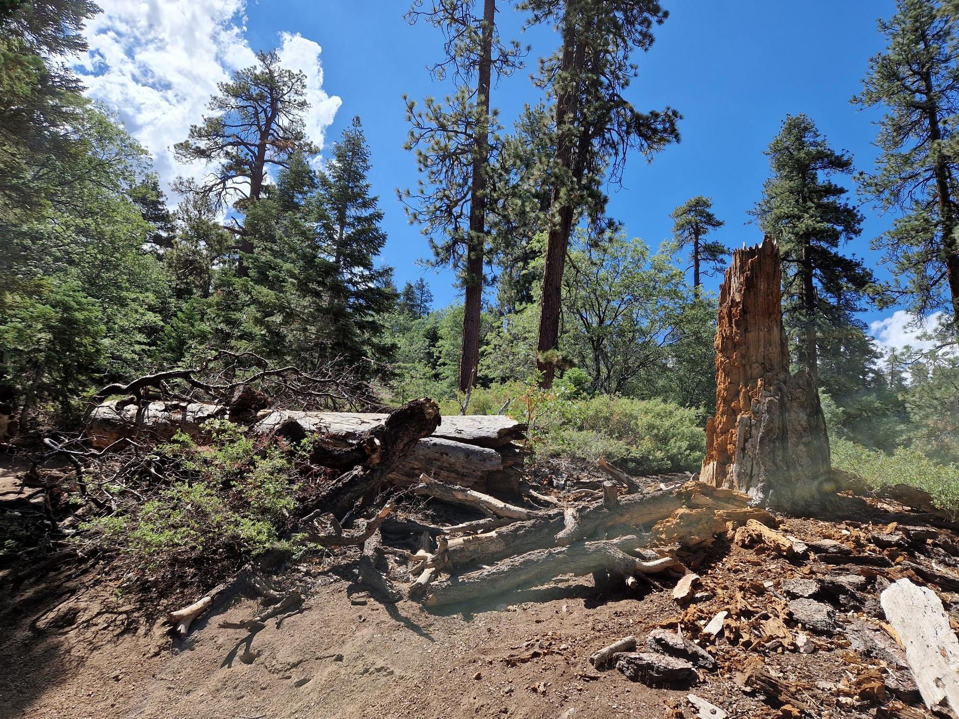 Sunny forest floor with large fallen logs and a prominent tree stump.