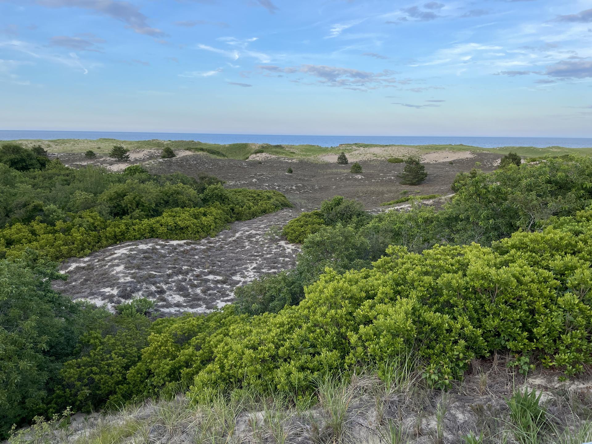 Lush green coastal shrubs and sand dunes lead to a distant ocean.