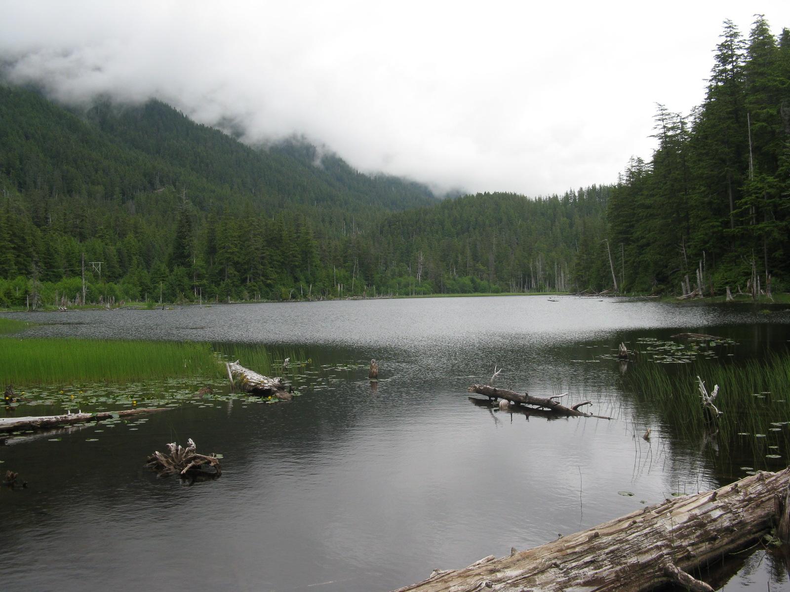 Calm lake with floating logs, surrounded by cloudy, forested mountains.