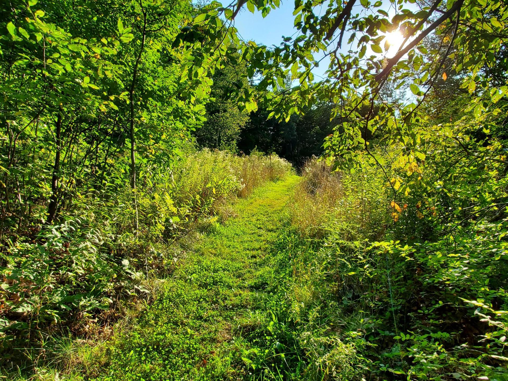 Sunny grassy path winding through a vibrant green, dense forest.