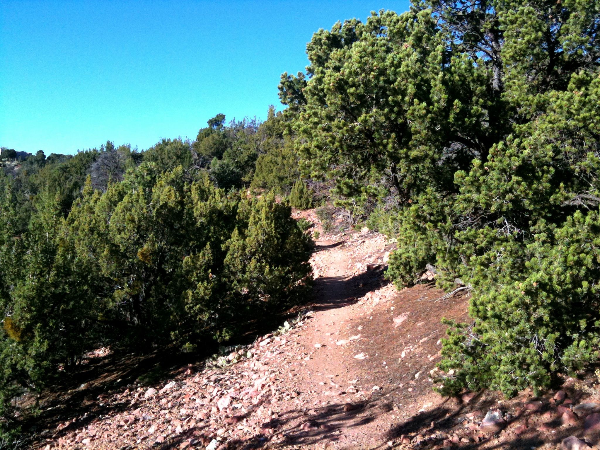 Sunny dirt trail winding through a forest of green evergreen trees. - Carol and Burn Trail Loop