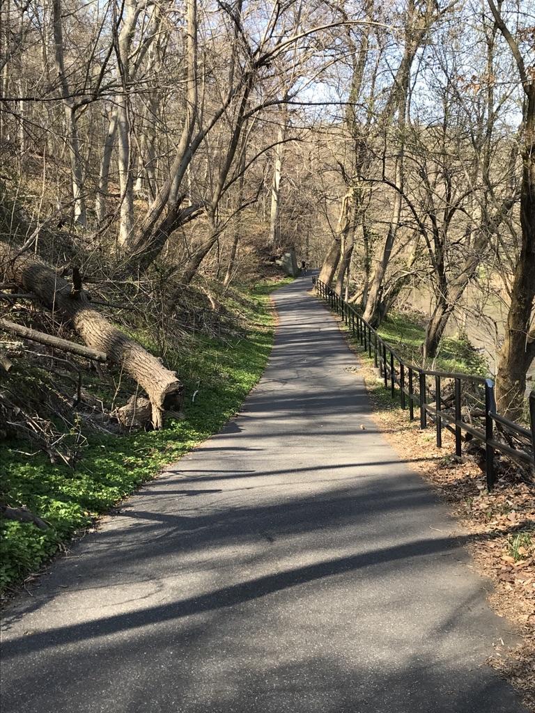 A paved path through a bare winter forest, with long shadows.
