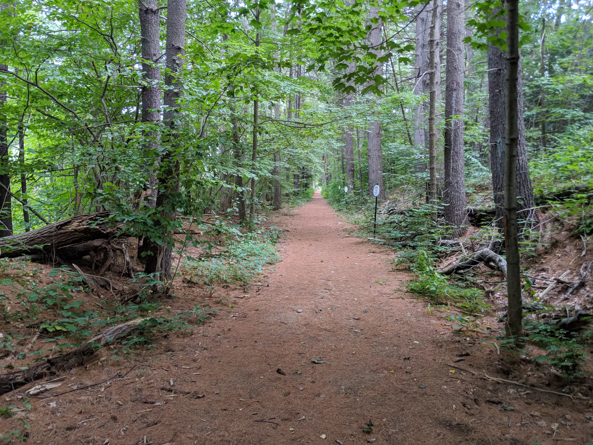 A shaded dirt path stretches through a dense, green forest.