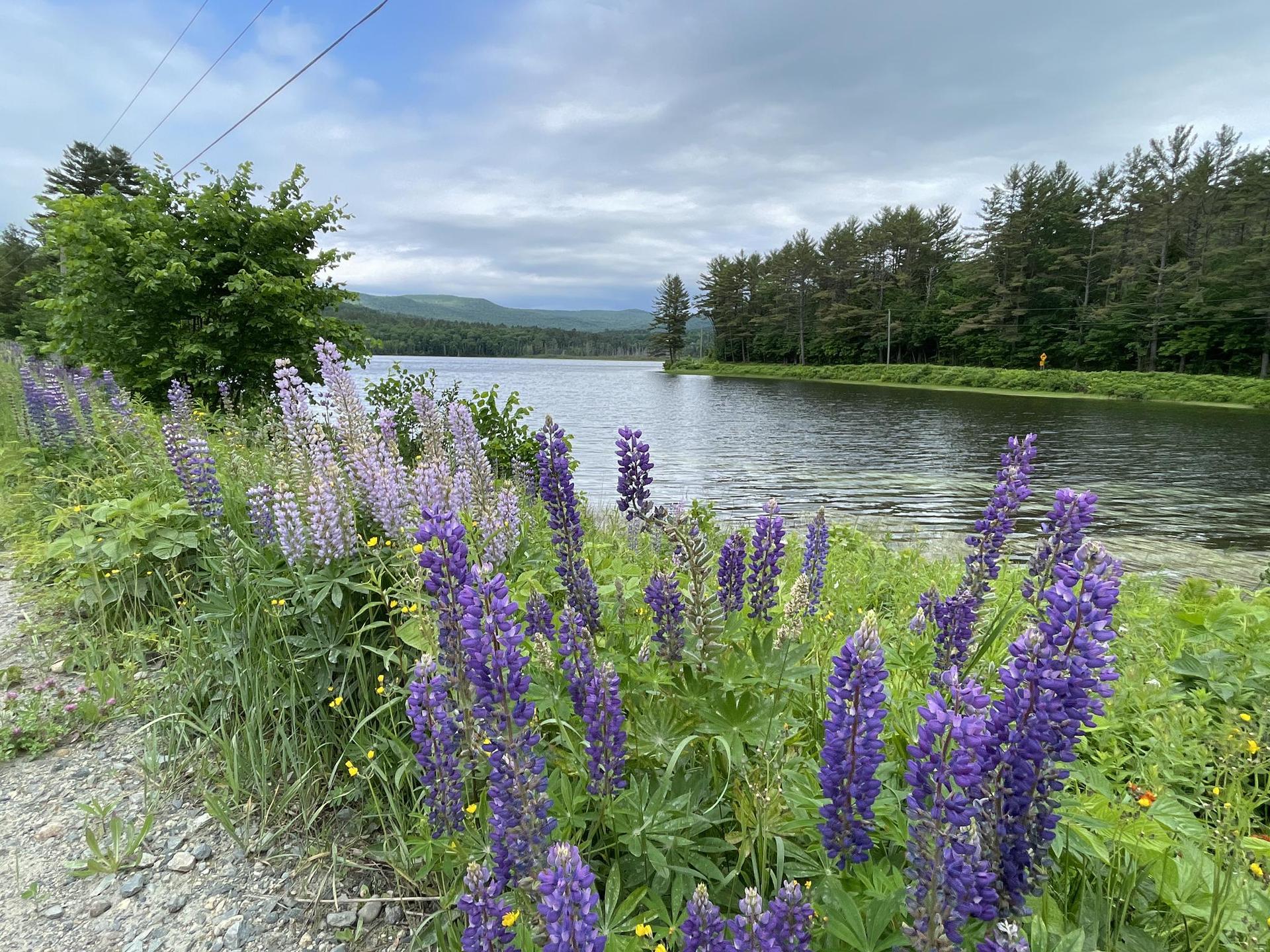 Purple lupine flowers line a lake with forests and hills under a cloudy sky.