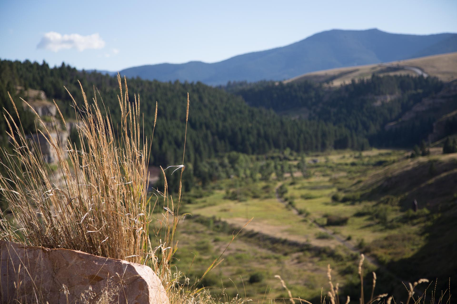 Close-up of dry grass with a sunny valley and mountains in background.
