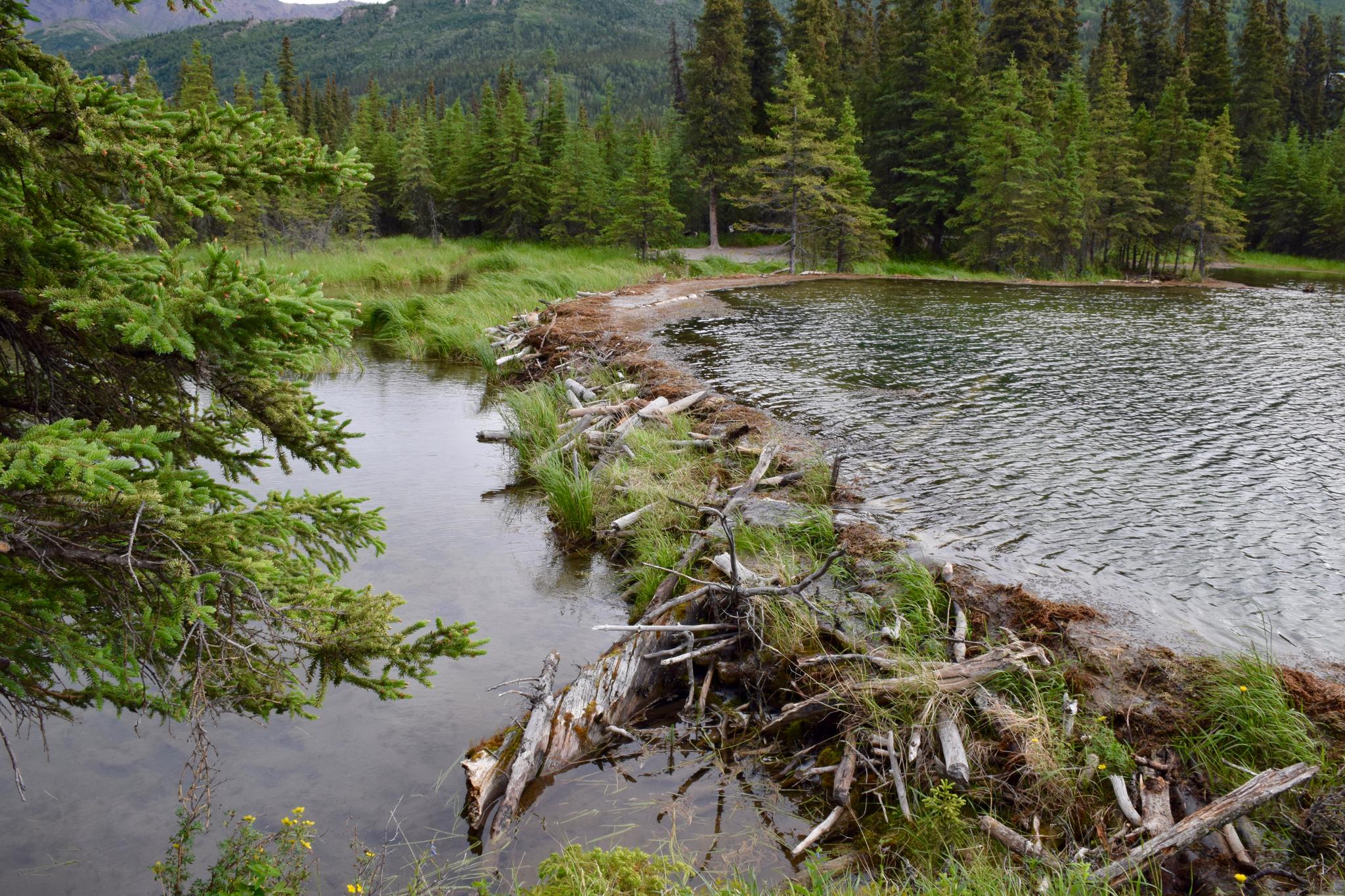 Close-up of a beaver dam separating a stream from a lake, surrounded by green trees.