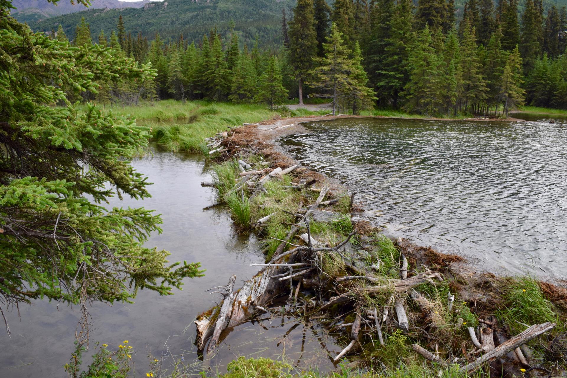 Close-up of a beaver dam separating a stream from a lake, surrounded by green trees.