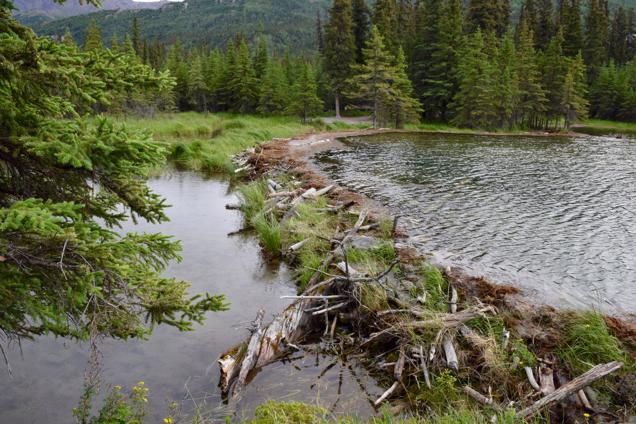 Close-up of a beaver dam separating a stream from a lake, surrounded by green trees. - Horseshoe Lake Trail