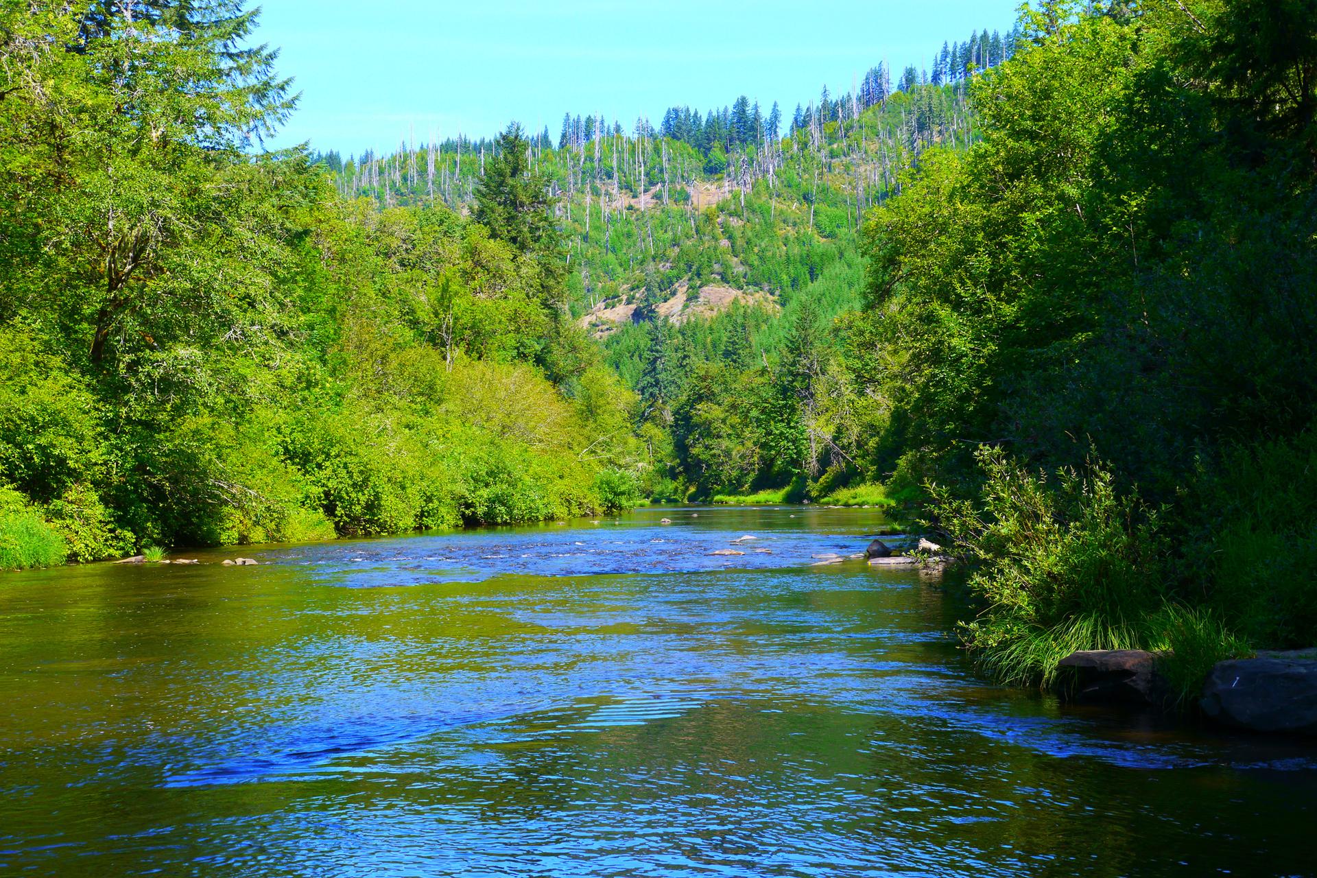 A clear river flows through a vibrant green forest under bright daylight.