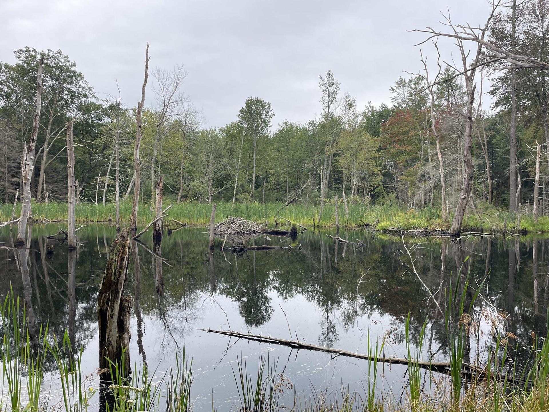 A dark, still pond with dead trees and green reeds under an overcast sky.