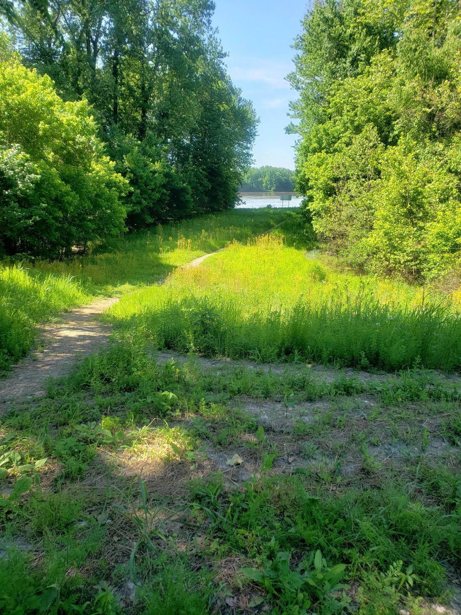 Grassy path through dense green foliage leading to a sunlit body of water.