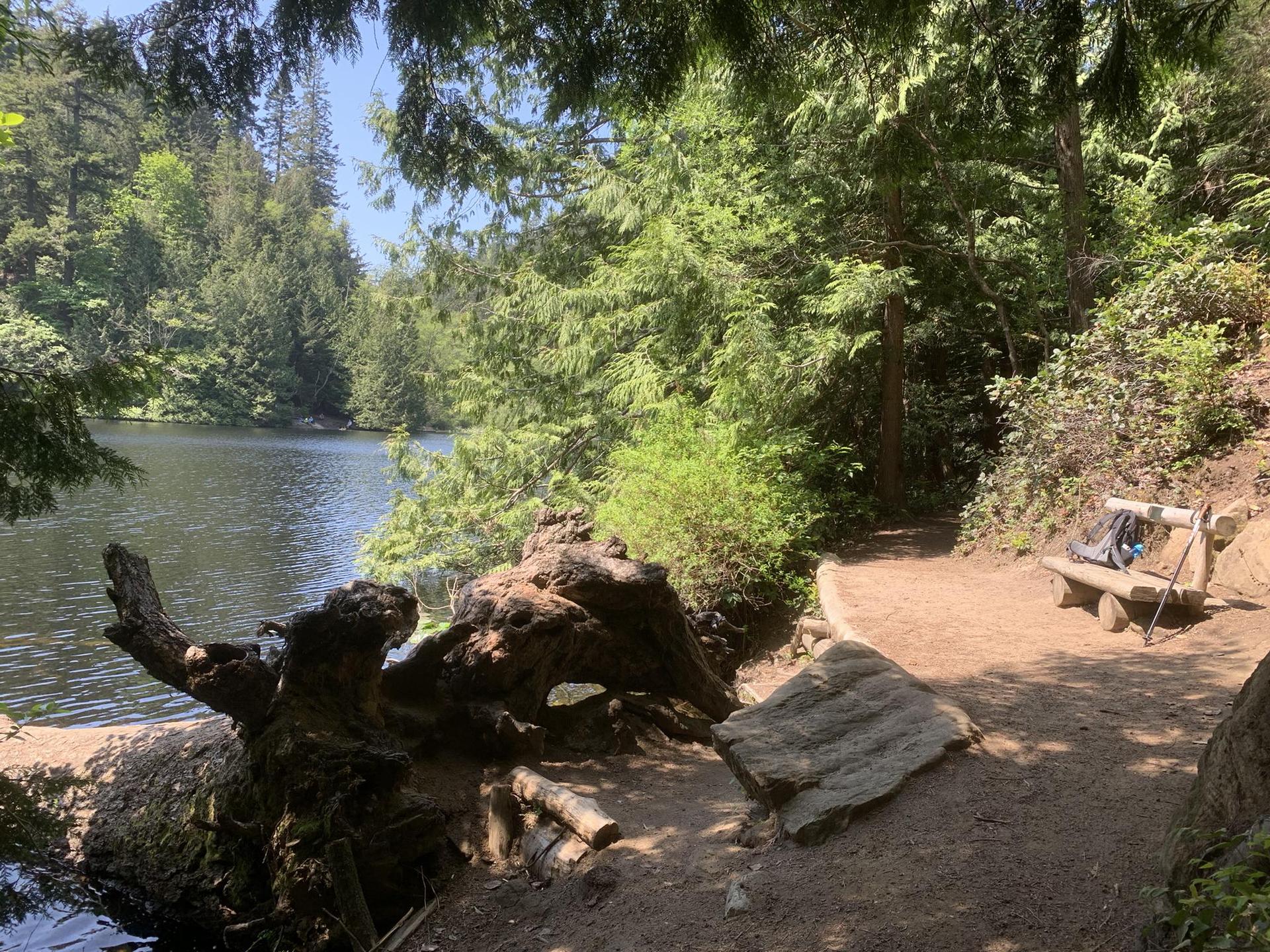 Sunny forest path by a lake with a bench, backpack, and hiking pole.