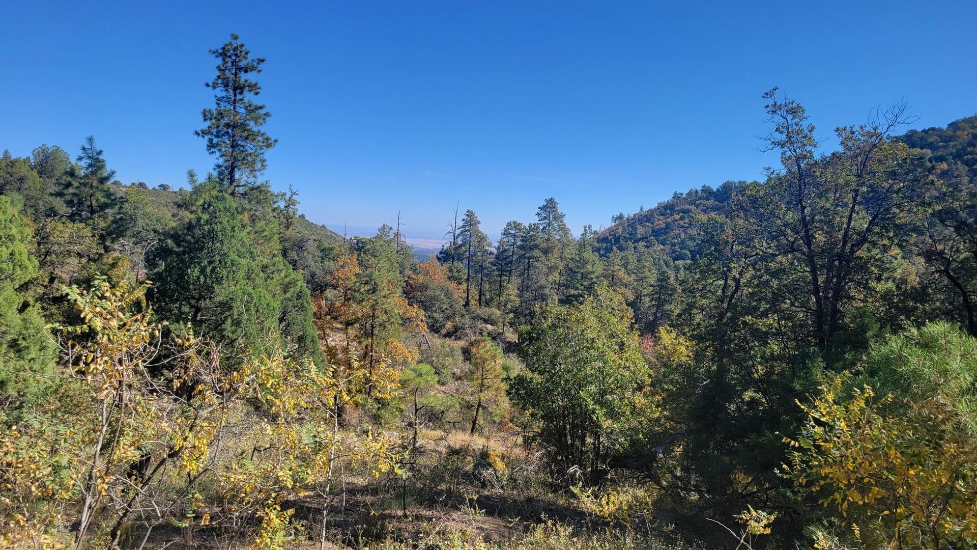 Sunny forest landscape with green and autumn-colored trees.