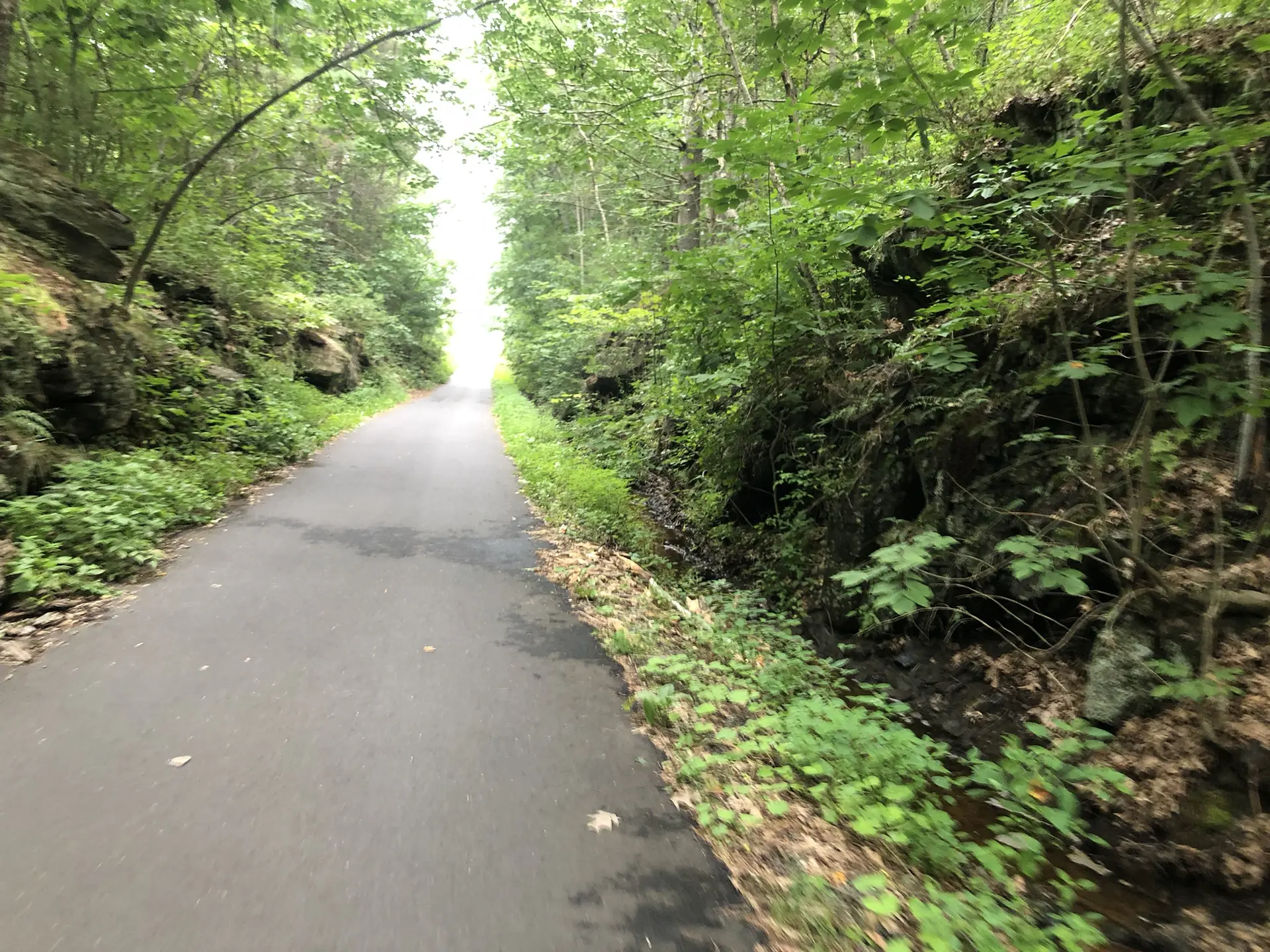 Paved path through a lush green forest, with steep, rocky banks.