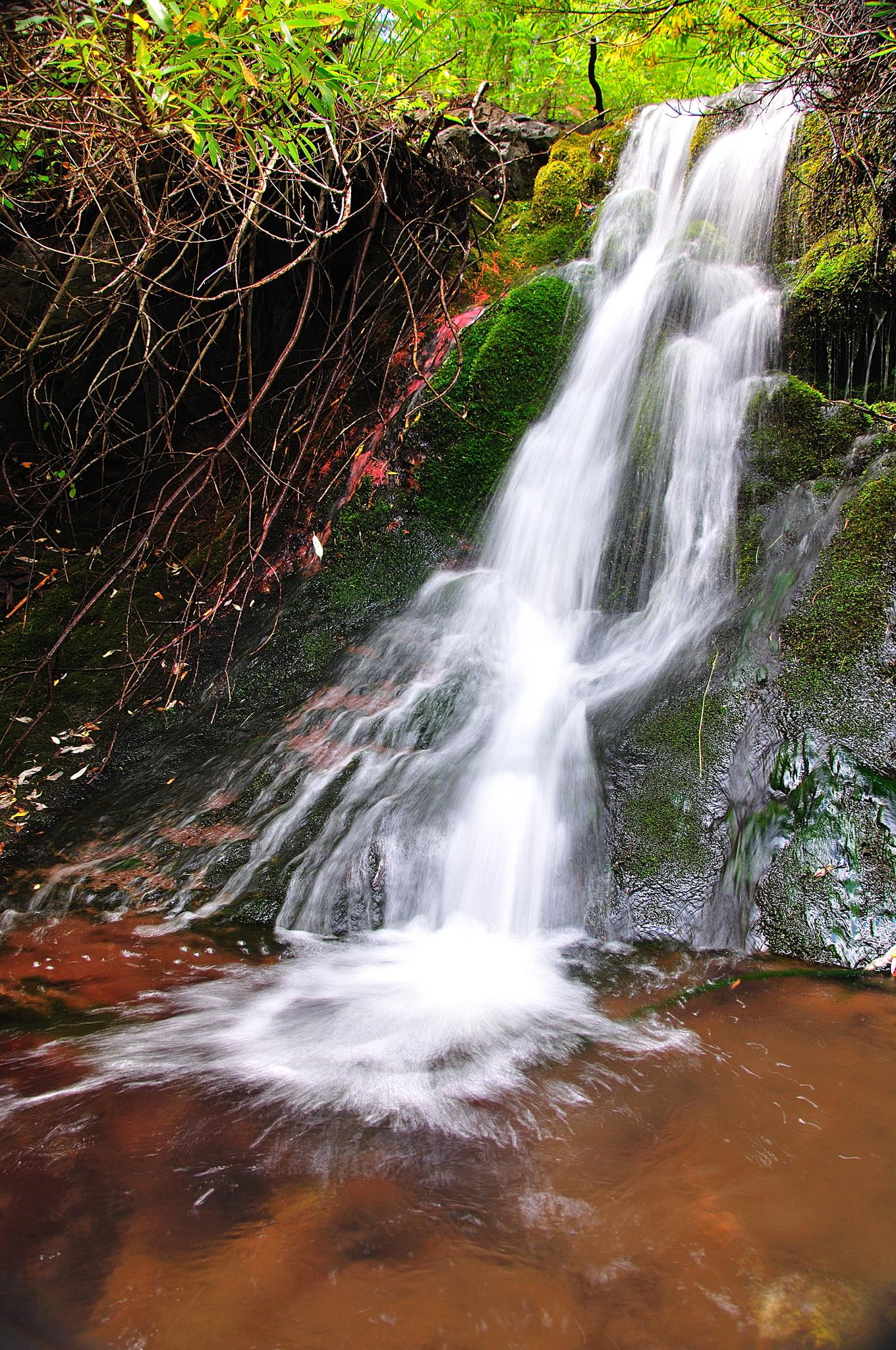 A small waterfall cascades into a reddish-brown pool amidst lush green moss and foliage.
