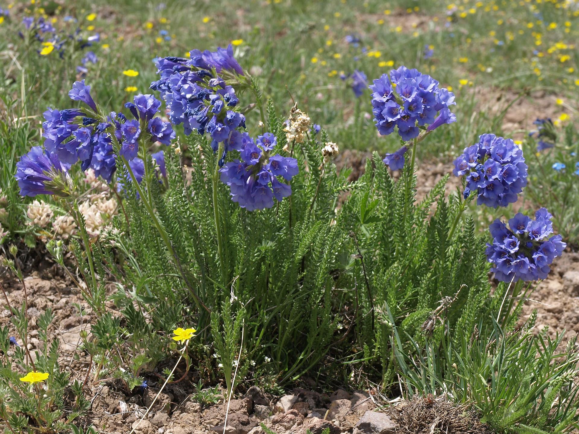 Vibrant blue wildflowers with green foliage bloom on rocky, grassy ground in bright daylight.