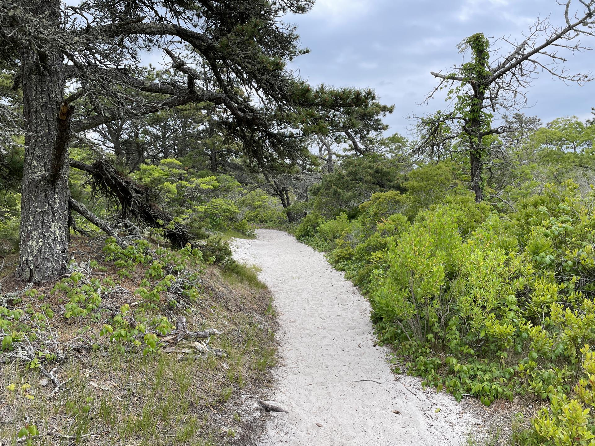 Sandy path winding through dense green trees and bushes on an overcast day.