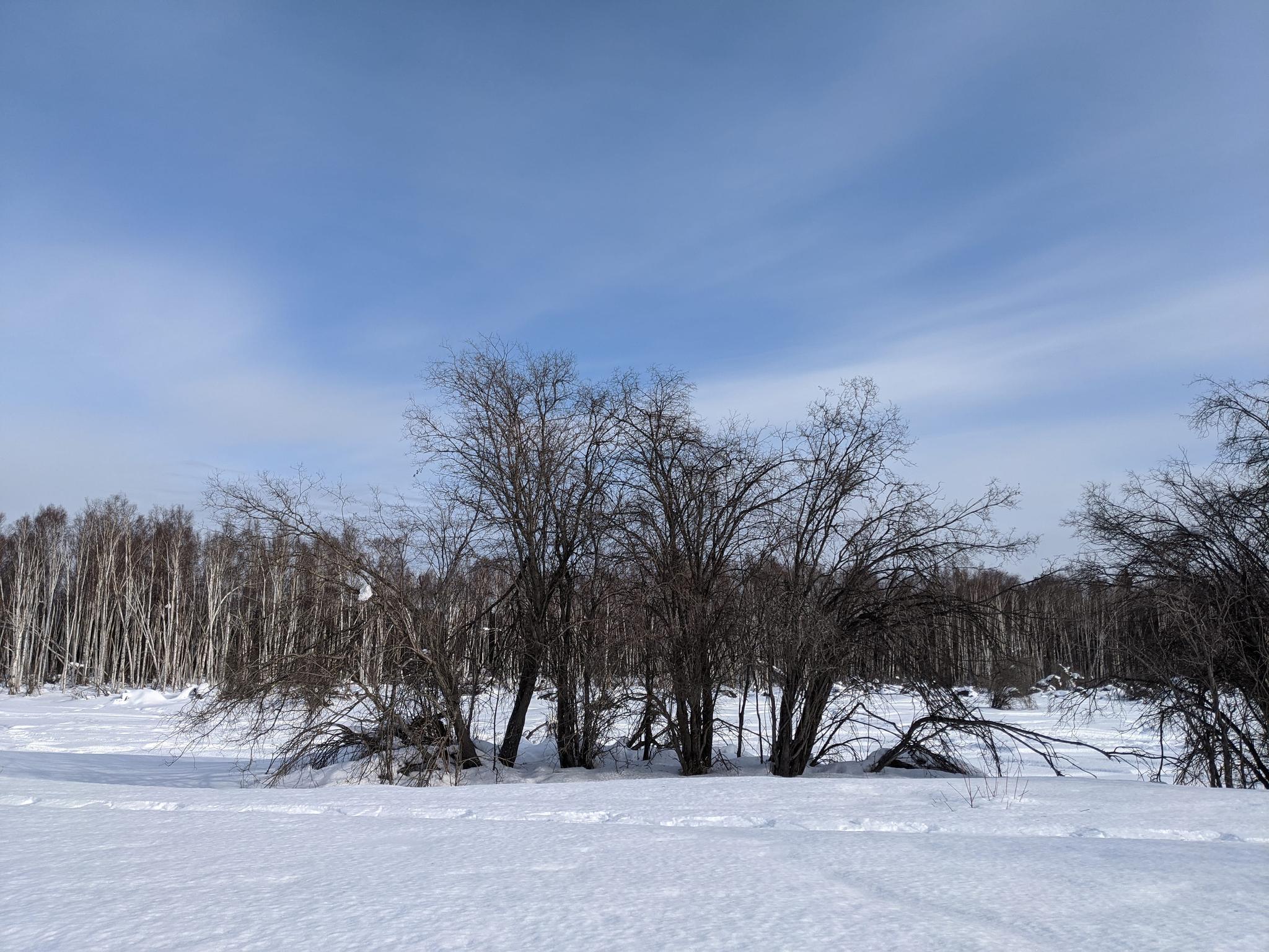 A vast snow-covered field with bare trees under a clear blue sky.