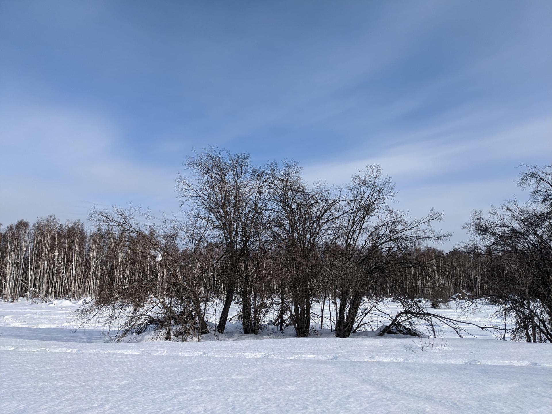 A vast snow-covered field with bare trees under a clear blue sky.