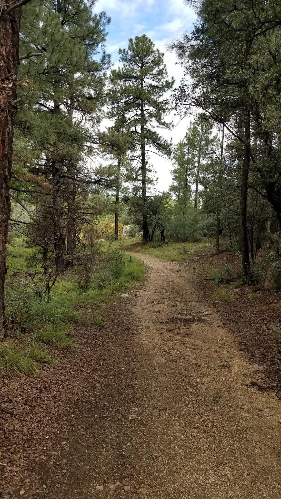 Dirt path winding through a pine forest under a cloudy sky.