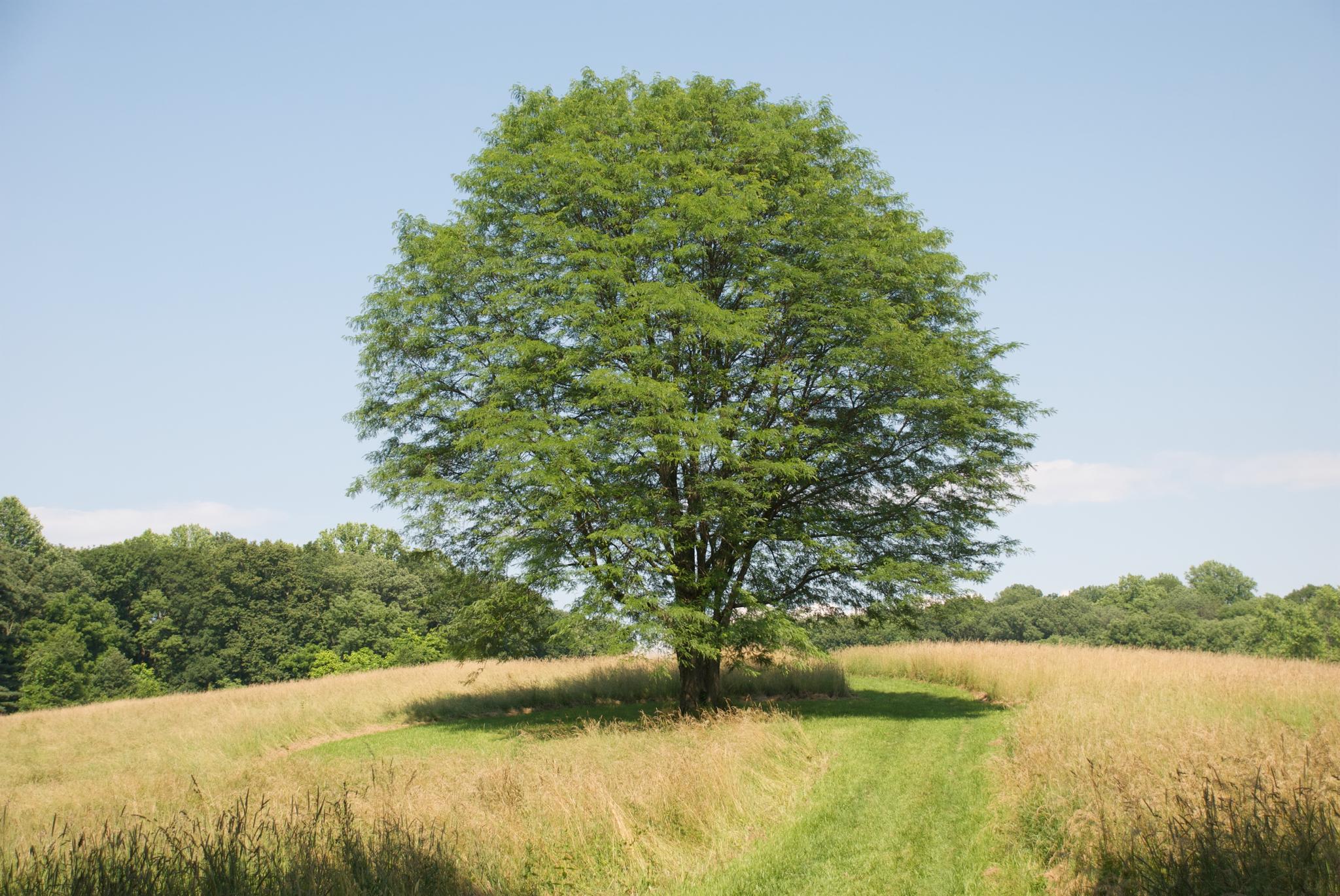 A large, leafy green tree stands alone in a sunny field.