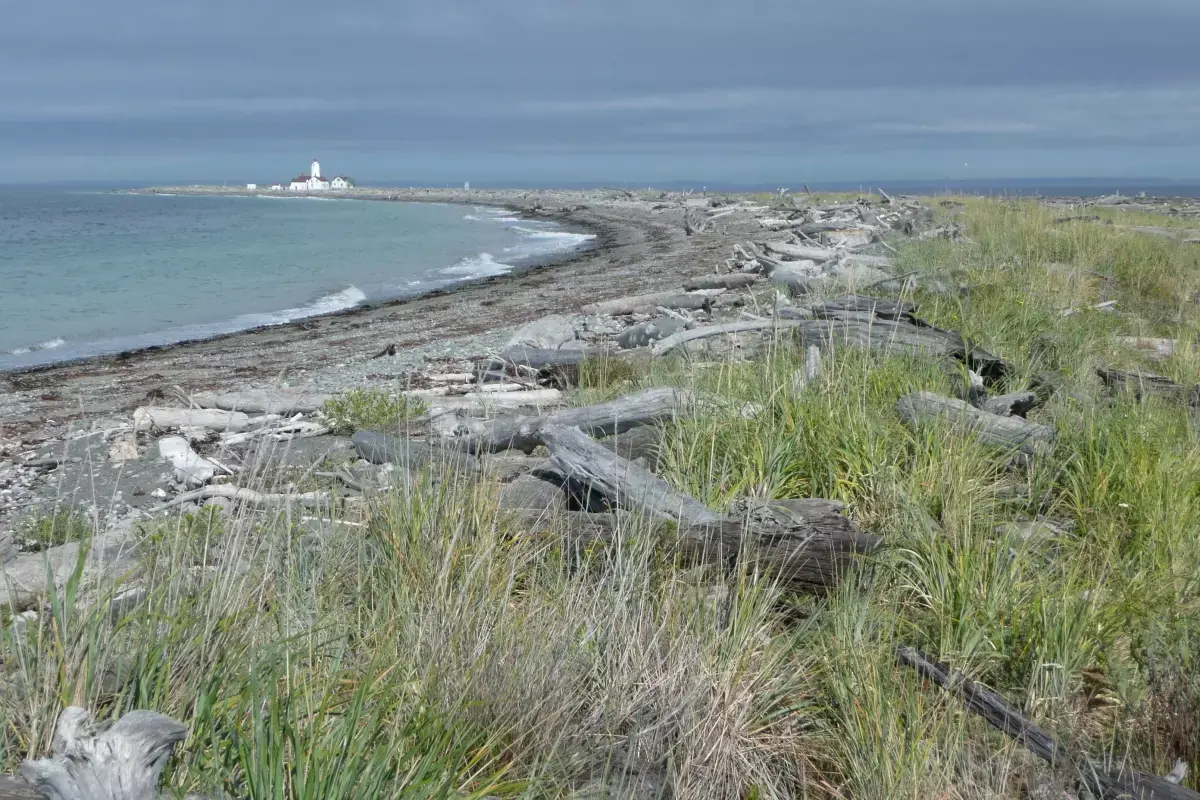 Coastal landscape with driftwood beach, grassy foreground, and a distant white lighthouse.